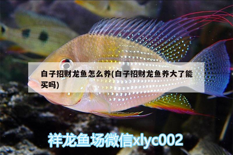 白子招財龍魚怎么養(yǎng)(白子招財龍魚養(yǎng)大了能買嗎)