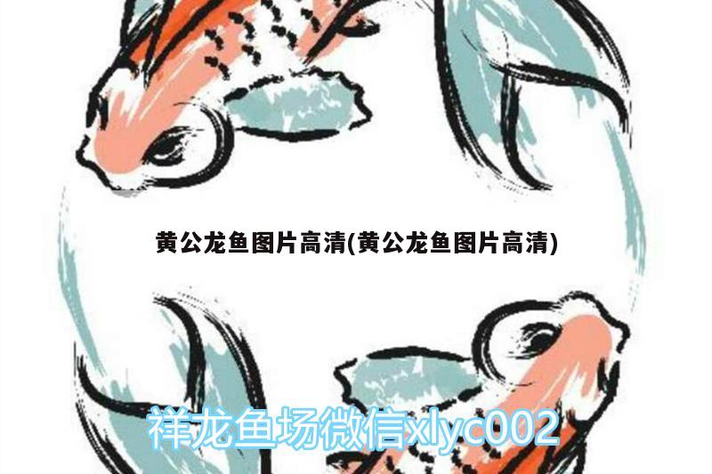 黃公龍魚圖片高清(黃公龍魚圖片高清)