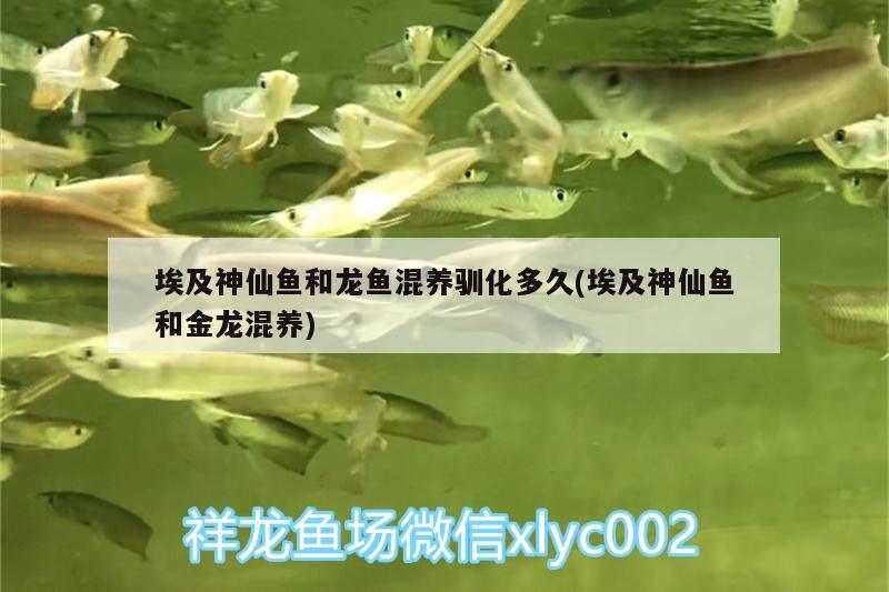 埃及神仙魚(yú)和龍魚(yú)混養(yǎng)馴化多久(埃及神仙魚(yú)和金龍混養(yǎng))