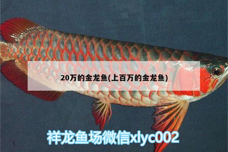 20萬的金龍魚(上百萬的金龍魚) 野彩魚