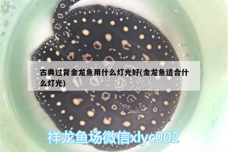 虎魚被打傷了還有救嗎？怎么急救 虎魚百科 第3張