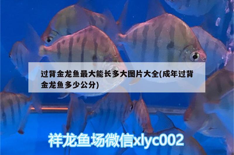 過背金龍魚最大能長多大圖片大全(成年過背金龍魚多少公分) 金龍魚百科