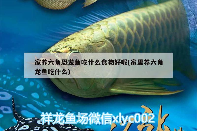 家養(yǎng)六角恐龍魚(yú)吃什么食物好呢(家里養(yǎng)六角龍魚(yú)吃什么) 白子銀版魚(yú)