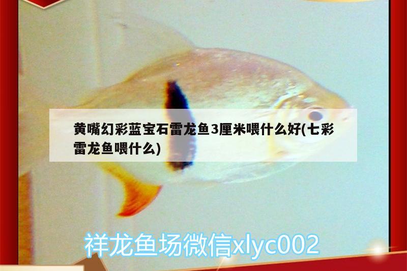 黃嘴幻彩藍(lán)寶石雷龍魚3厘米喂什么好(七彩雷龍魚喂什么) 銀龍魚苗