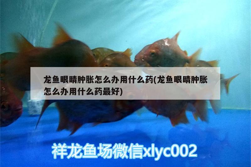 龍魚眼睛腫脹怎么辦用什么藥(龍魚眼睛腫脹怎么辦用什么藥最好) 細(xì)線銀板魚苗