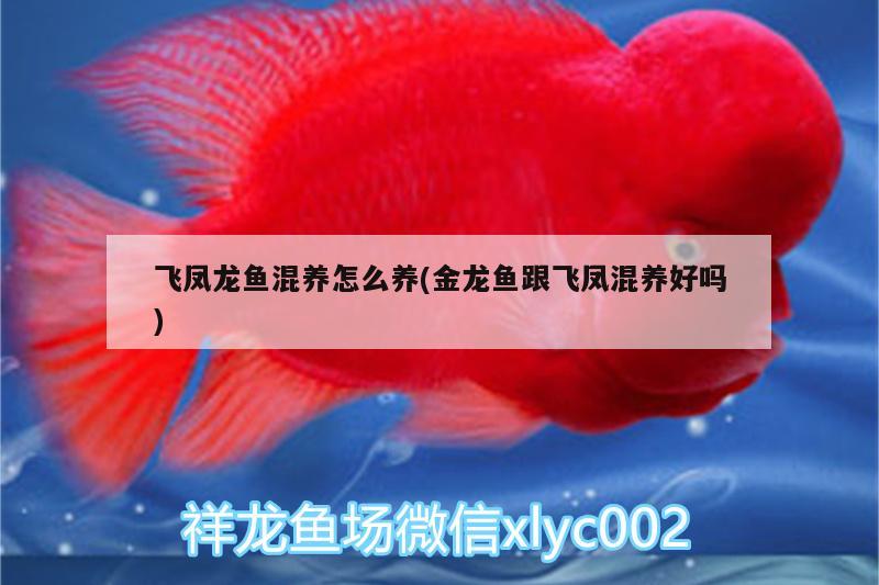 飛鳳龍魚混養(yǎng)怎么養(yǎng)(金龍魚跟飛鳳混養(yǎng)好嗎) 印尼四紋虎