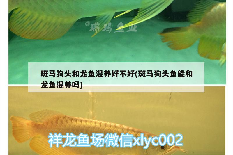 紅龍魚怎么喂養(yǎng)最好(養(yǎng)紅龍魚一般正常的喂食時(shí)間)