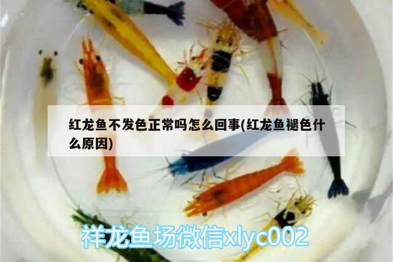 紅龍魚不發(fā)色正常嗎怎么回事(紅龍魚褪色什么原因) 白寫錦鯉魚 第1張