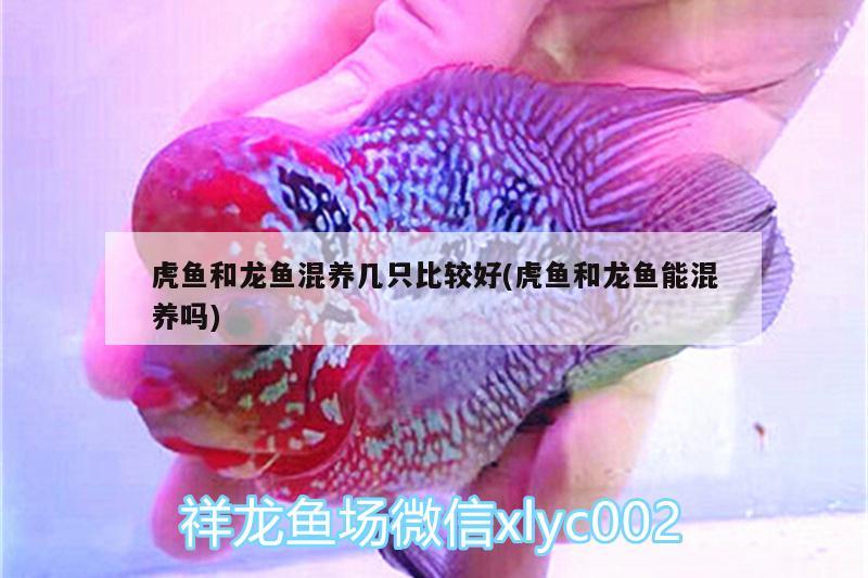 虎魚和龍魚混養(yǎng)幾只比較好(虎魚和龍魚能混養(yǎng)嗎) 虎魚百科