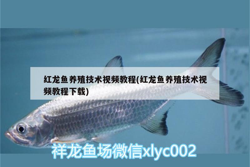 梧州龍魚油漆廠電話多少號(hào)（廣西梧州油漆廠哪家比較好） 祥龍水族醫(yī)院 第2張