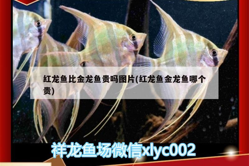 和龍魚混養(yǎng)的下層魚(和龍魚混養(yǎng)的底層魚)