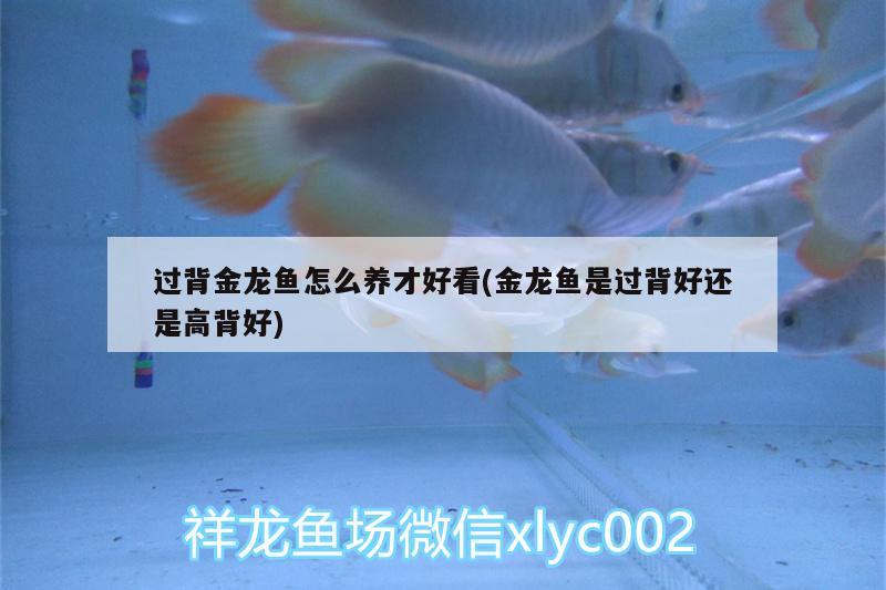 過(guò)背金龍魚(yú)怎么養(yǎng)才好看(金龍魚(yú)是過(guò)背好還是高背好)