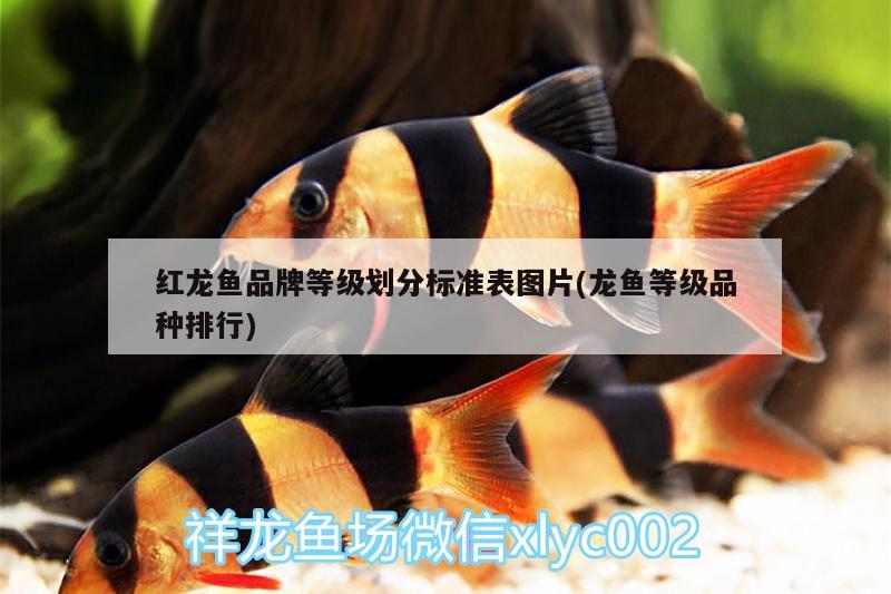 紅龍魚品牌等級(jí)劃分標(biāo)準(zhǔn)表圖片(龍魚等級(jí)品種排行)