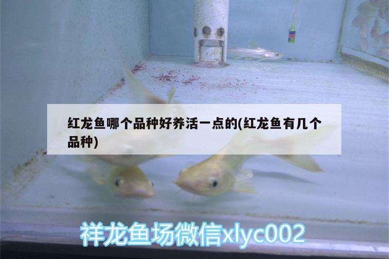 魚缸水質(zhì)檢測器如何使用，面館湯底怎么熬