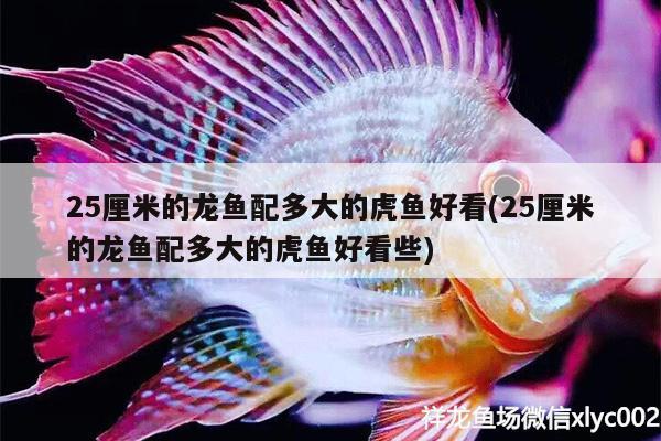 25厘米的龍魚配多大的虎魚好看(25厘米的龍魚配多大的虎魚好看些)