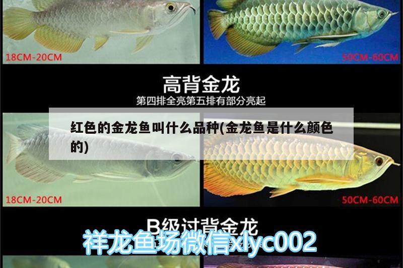 紅色的金龍魚叫什么品種(金龍魚是什么顏色的) 委內(nèi)瑞拉奧里諾三間魚苗