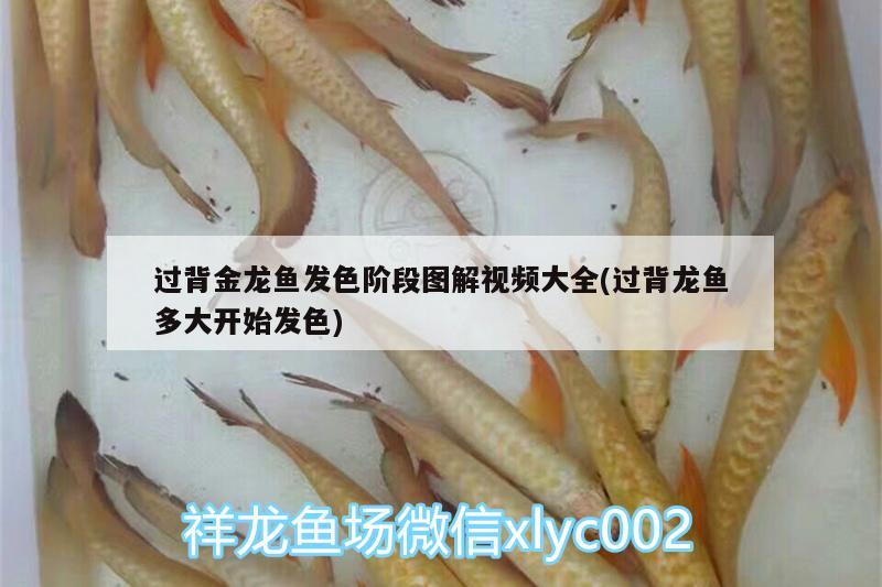 過背金龍魚發(fā)色階段圖解視頻大全(過背龍魚多大開始發(fā)色) 過背金龍魚