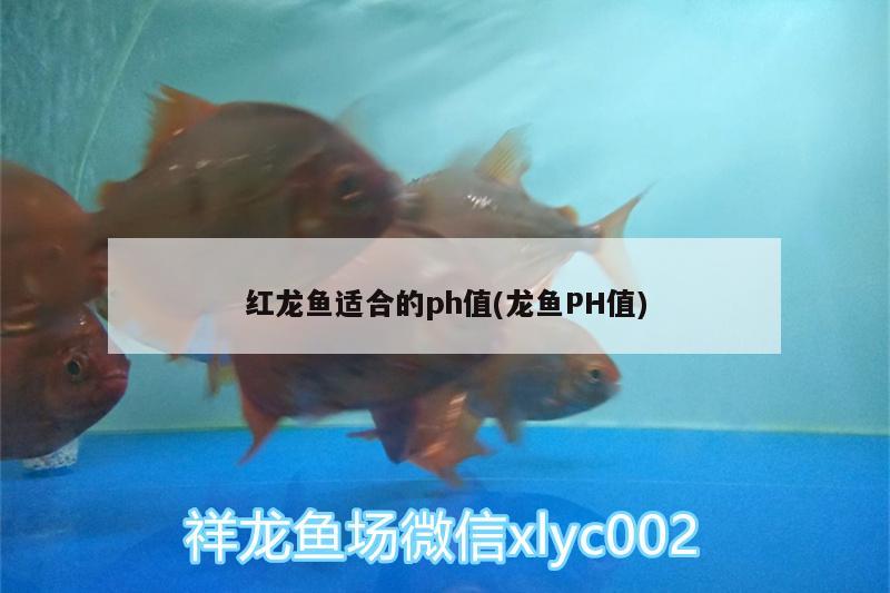 紅龍魚適合的ph值(龍魚PH值) 玫瑰銀版魚