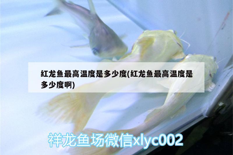 魚缸養(yǎng)虎魚和錦鯉那個(gè)好（養(yǎng)虎魚魚缸里面能放些什么東西） 孵化器