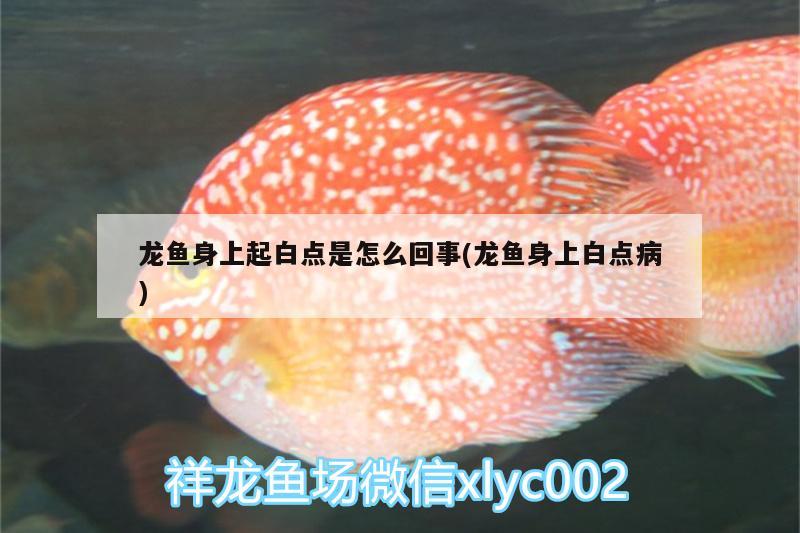 龍魚身上起白點(diǎn)是怎么回事(龍魚身上白點(diǎn)病)