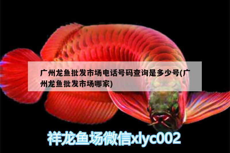 廣州龍魚批發(fā)市場電話號碼查詢是多少號(廣州龍魚批發(fā)市場哪家)