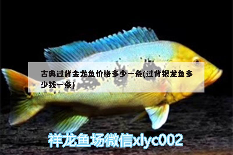 古典過背金龍魚價(jià)格多少一條(過背銀龍魚多少錢一條)