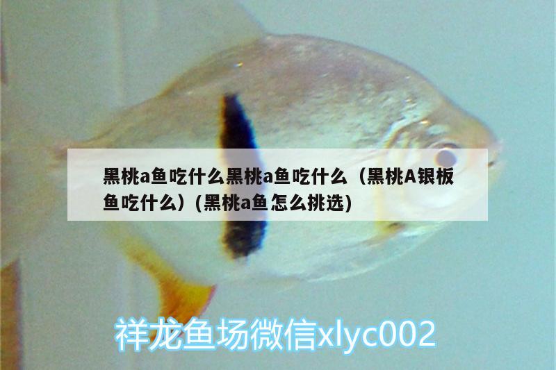 火龍魚能和什么混養(yǎng)一起養(yǎng)魚呢(火龍魚能和什么混養(yǎng)一起養(yǎng)魚呢圖片)