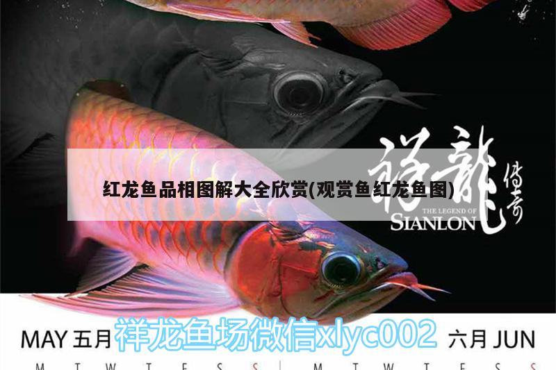 紅龍魚品相圖解大全欣賞(觀賞魚紅龍魚圖) 粗線銀版魚 第1張