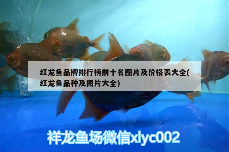 紅龍魚品牌排行榜前十名圖片及價格表大全(紅龍魚品種及圖片大全) 電鰻 第3張