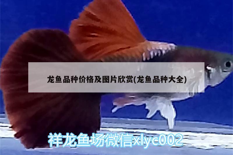 銀龍魚嘴爛了多久可以恢復(fù)正常（銀龍魚嘴爛了多久可以恢復(fù)正常吃食） 銀龍魚百科 第3張