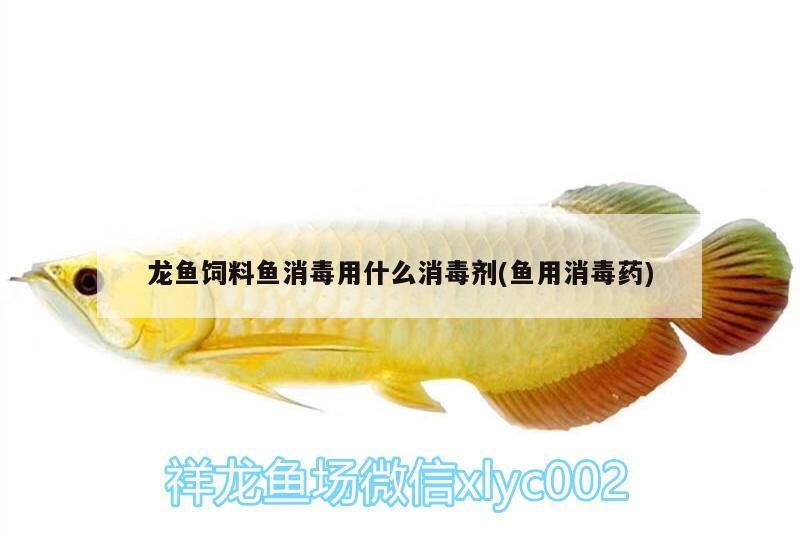 羅漢魚(yú)變色什么原因，羅漢魚(yú)不退沙怎么辦 羅漢魚(yú) 第1張