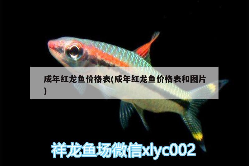 成年紅龍魚價格表(成年紅龍魚價格表和圖片) 祥禾Super Red紅龍魚