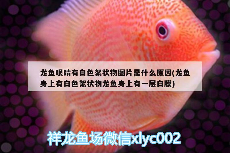 龍魚眼睛有白色絮狀物圖片是什么原因(龍魚身上有白色絮狀物龍魚身上有一層白膜) 泰國雪鯽魚