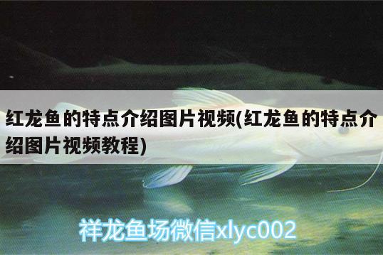 紅龍魚的特點介紹圖片視頻(紅龍魚的特點介紹圖片視頻教程) 賽級紅龍魚