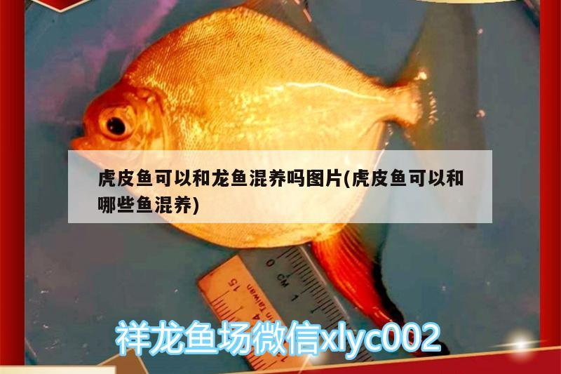 福臨門油與金龍魚油比較哪種好？，福臨門與金龍魚哪個好，福臨門和金龍魚哪個好 大湖紅龍魚 第3張