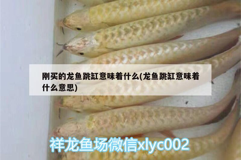 剛買的龍魚跳缸意味著什么(龍魚跳缸意味著什么意思)