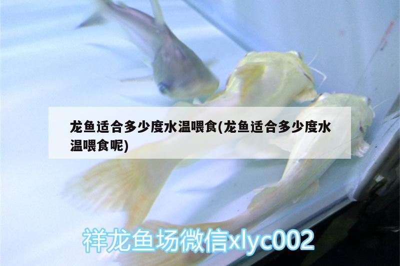 金龍魚的壽命一般是多少年（金龍魚的壽命有多少年） 祥龍魚場品牌產品 第3張