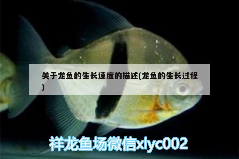 關(guān)于龍魚的生長速度的描述(龍魚的生長過程) 金老虎魚