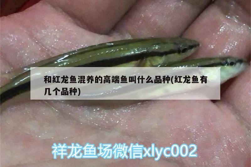 和紅龍魚(yú)混養(yǎng)的高端魚(yú)叫什么品種(紅龍魚(yú)有幾個(gè)品種) 過(guò)濾設(shè)備