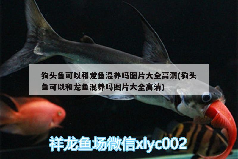 魚缸邊框怎么制作視頻 魚缸邊框怎么制作視頻講解 虎魚魚苗 第1張