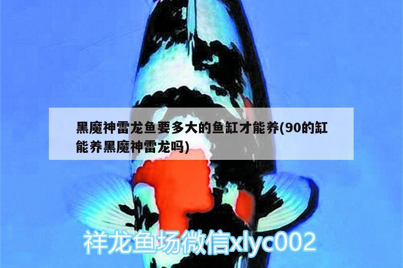 魚兒打卡 虎紋銀版魚 第2張