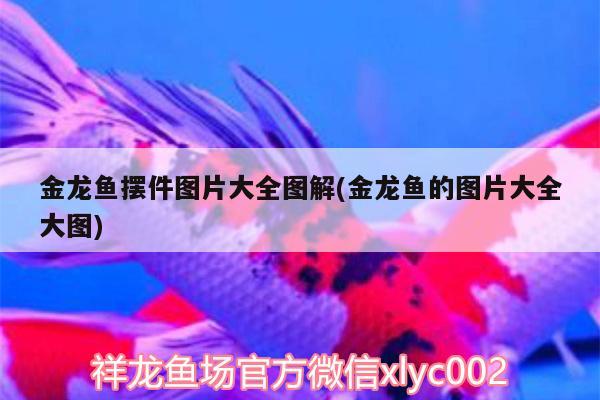 金龍魚擺件圖片大全圖解(金龍魚的圖片大全大圖) 龍魚專用燈