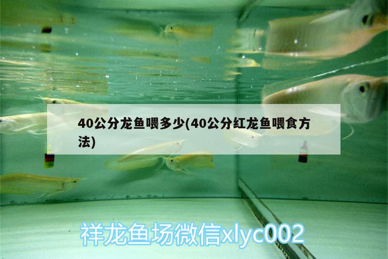 40公分龍魚喂多少(40公分紅龍魚喂食方法) 賽級紅龍魚