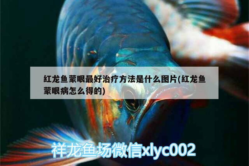 紅龍魚(yú)蒙眼最好治療方法是什么圖片(紅龍魚(yú)蒙眼病怎么得的)