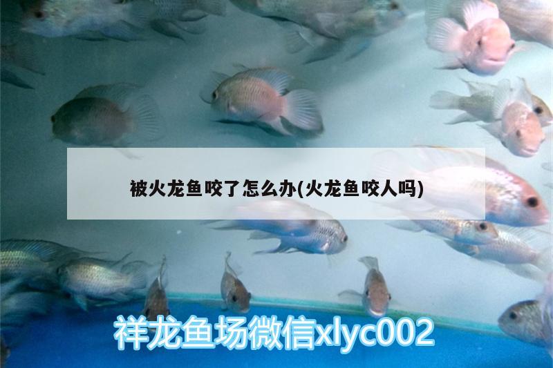 被火龍魚咬了怎么辦(火龍魚咬人嗎) 月光鴨嘴魚苗