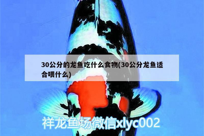 30公分的龍魚吃什么食物(30公分龍魚適合喂什么) 狗仔招財(cái)貓魚