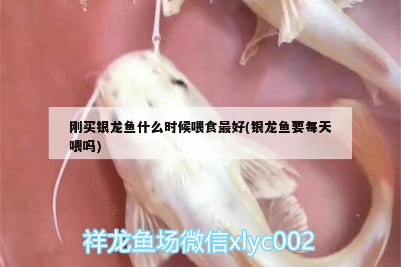 剛買銀龍魚什么時候喂食最好(銀龍魚要每天喂嗎)