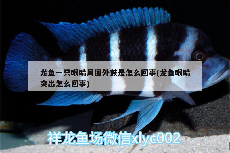 龍魚一只眼睛周圍外鼓是怎么回事(龍魚眼睛突出怎么回事) 錦鯉池魚池建設(shè)