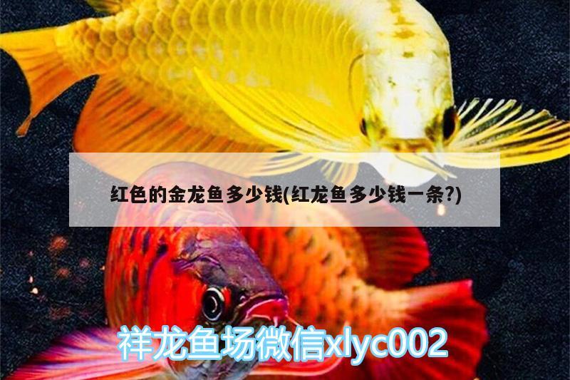 紅色的金龍魚(yú)多少錢(qián)(紅龍魚(yú)多少錢(qián)一條?)