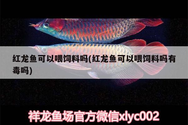 紅龍魚可以喂飼料嗎(紅龍魚可以喂飼料嗎有毒嗎)